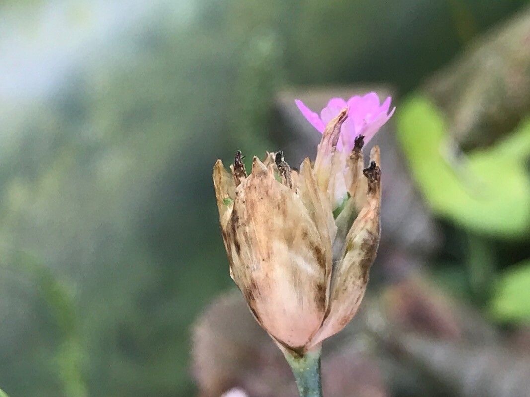 Petrorhagia nanteuilii fruit