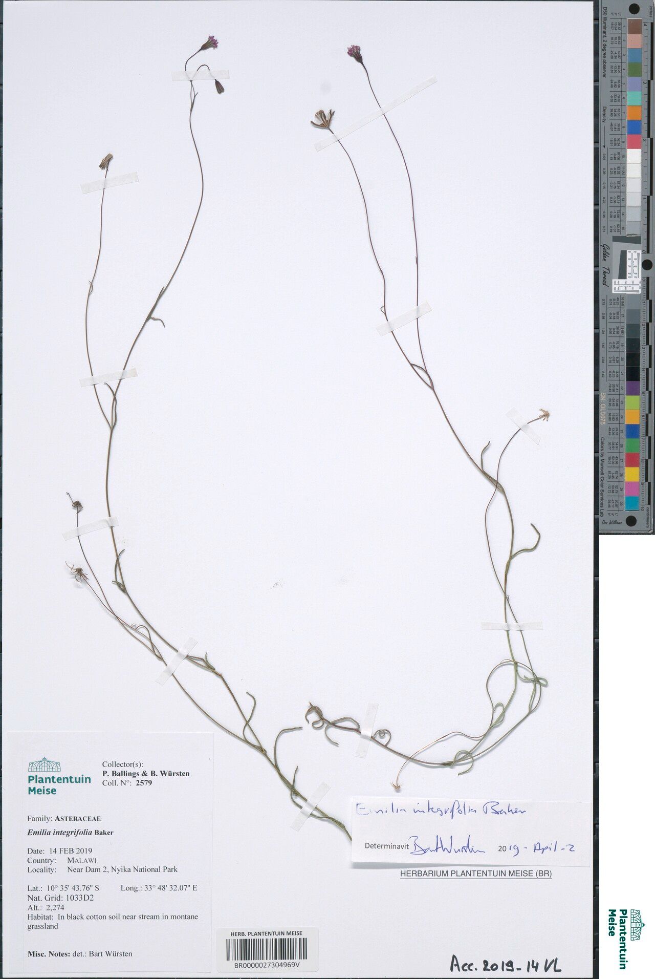 Emilia integrifolia — search result for 'Emilia'