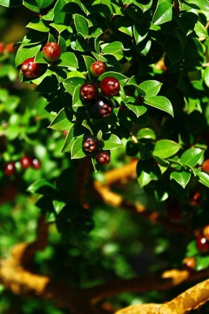 Luma apiculata fruit