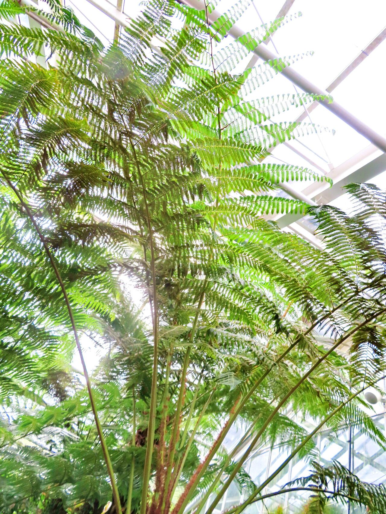 Sphaeropteris myosuroides habit