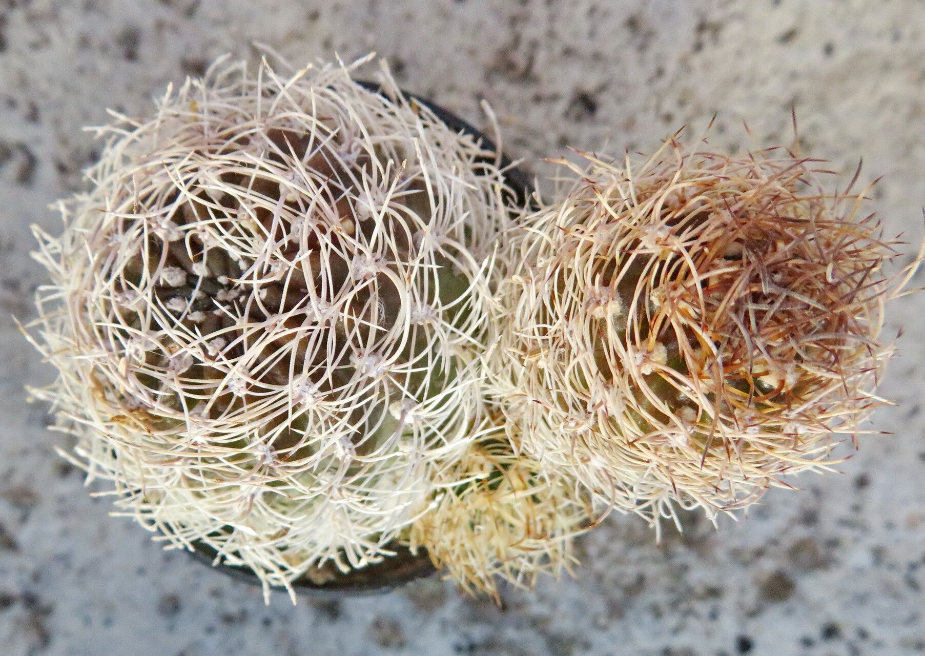 Lobivia schieliana habit