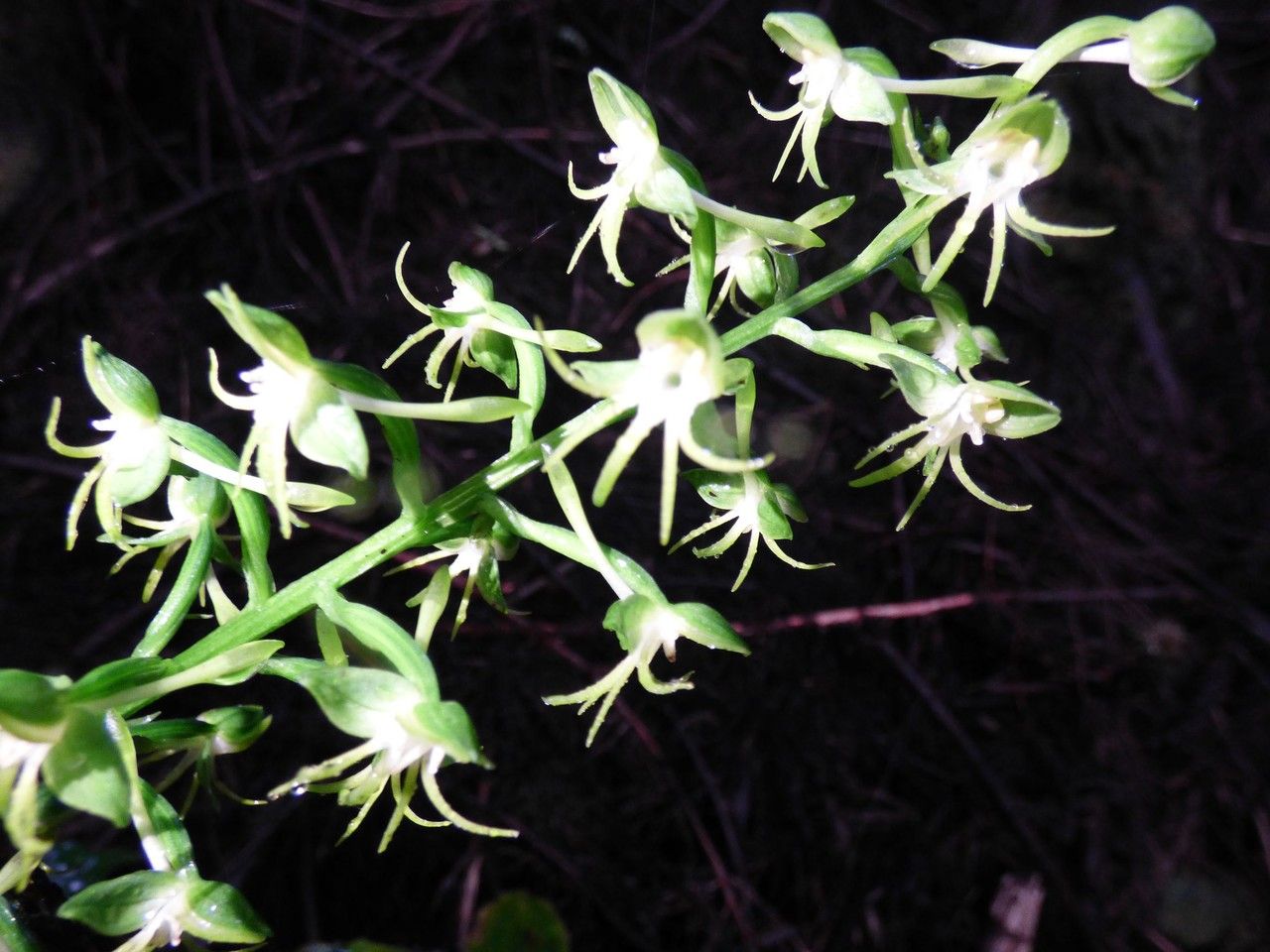 Habenaria sigillum flower