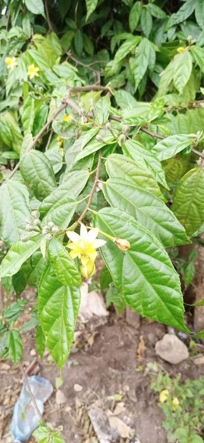 Grewia nervosa — search result for 'Grewia'