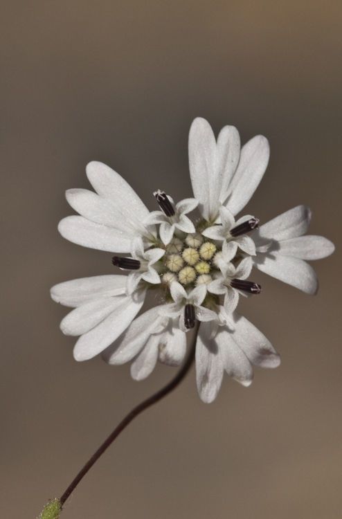 Holozonia filipes — houseplant care guide