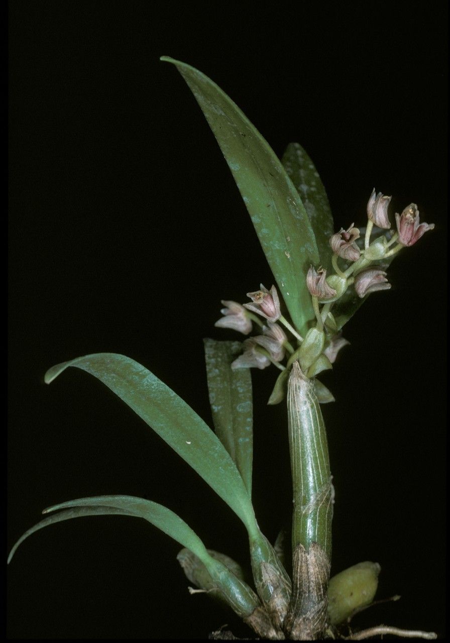 Pinalia clavata habit