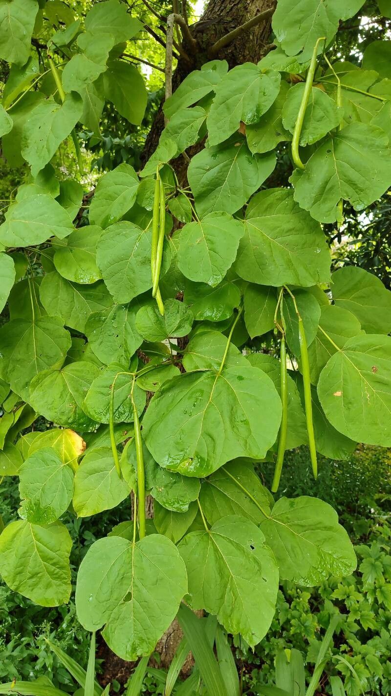 Catalpa × erubescens — search result for 'Catalpa'