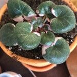 Saxifraga stolonifera