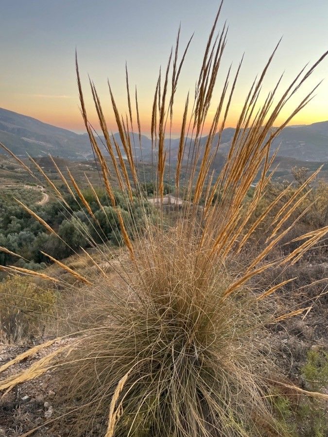 Macrochloa tenacissima flower