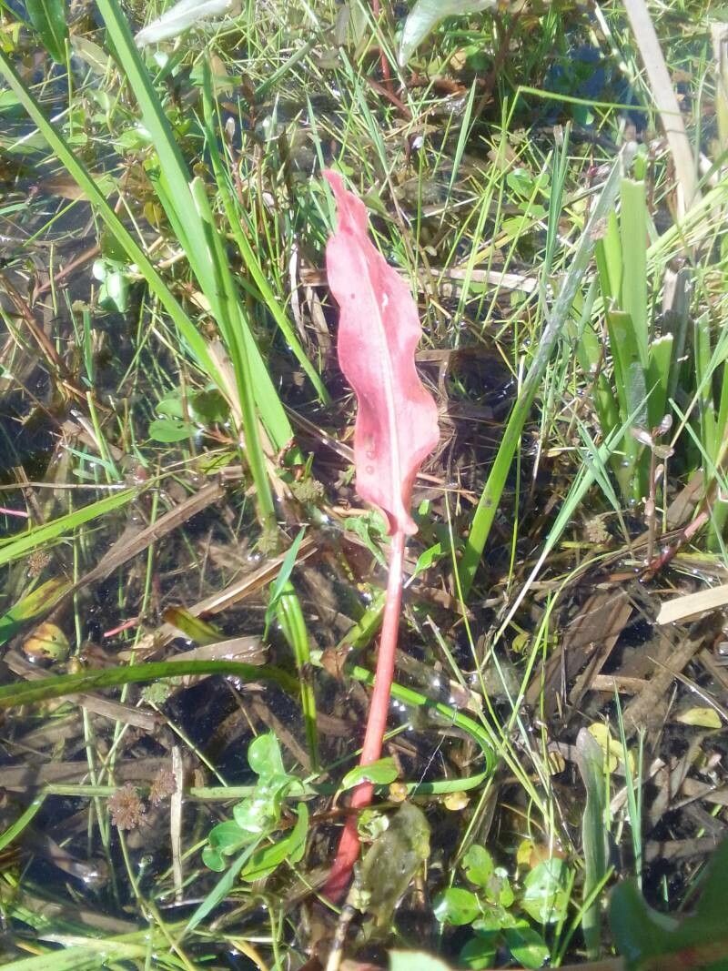 Rumex verticillatus leaf