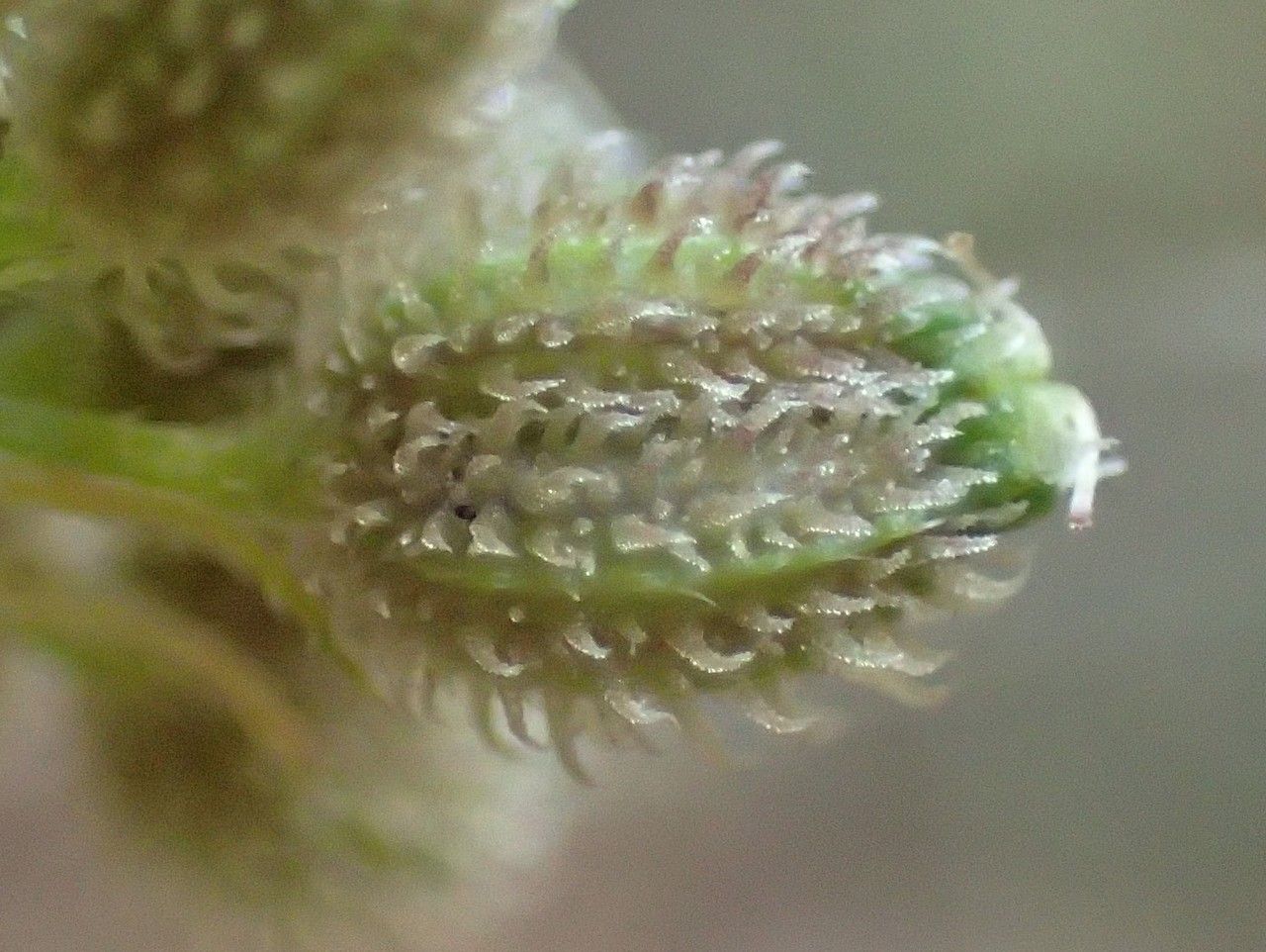 Torilis japonica fruit