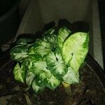 Syngonium podophyllum