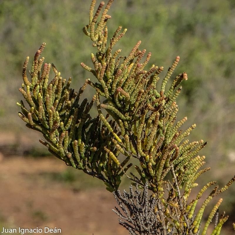 Arthrocnemum macrostachyum flower