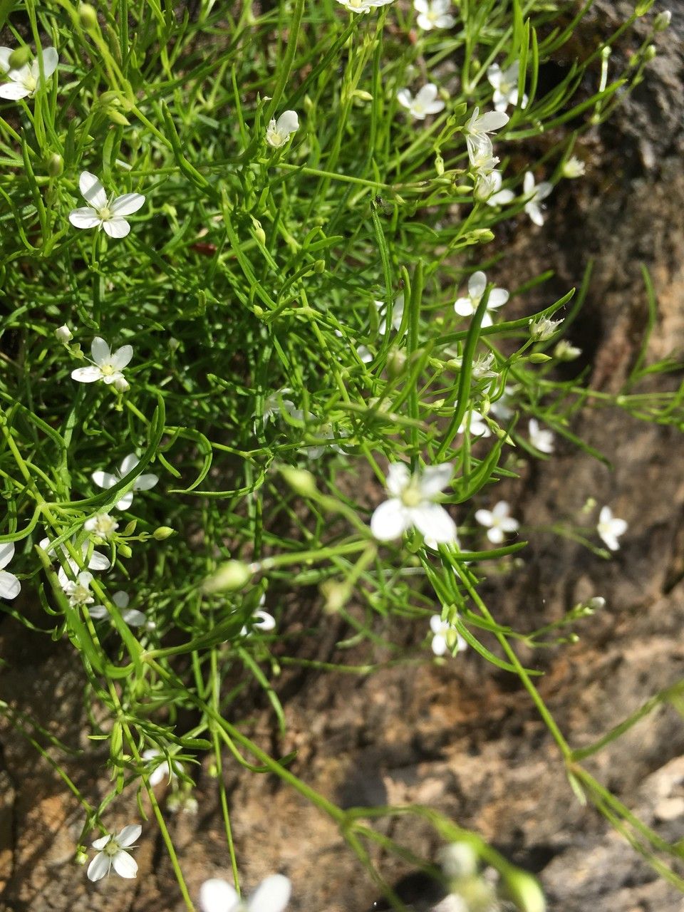 Bufonia perennis habit