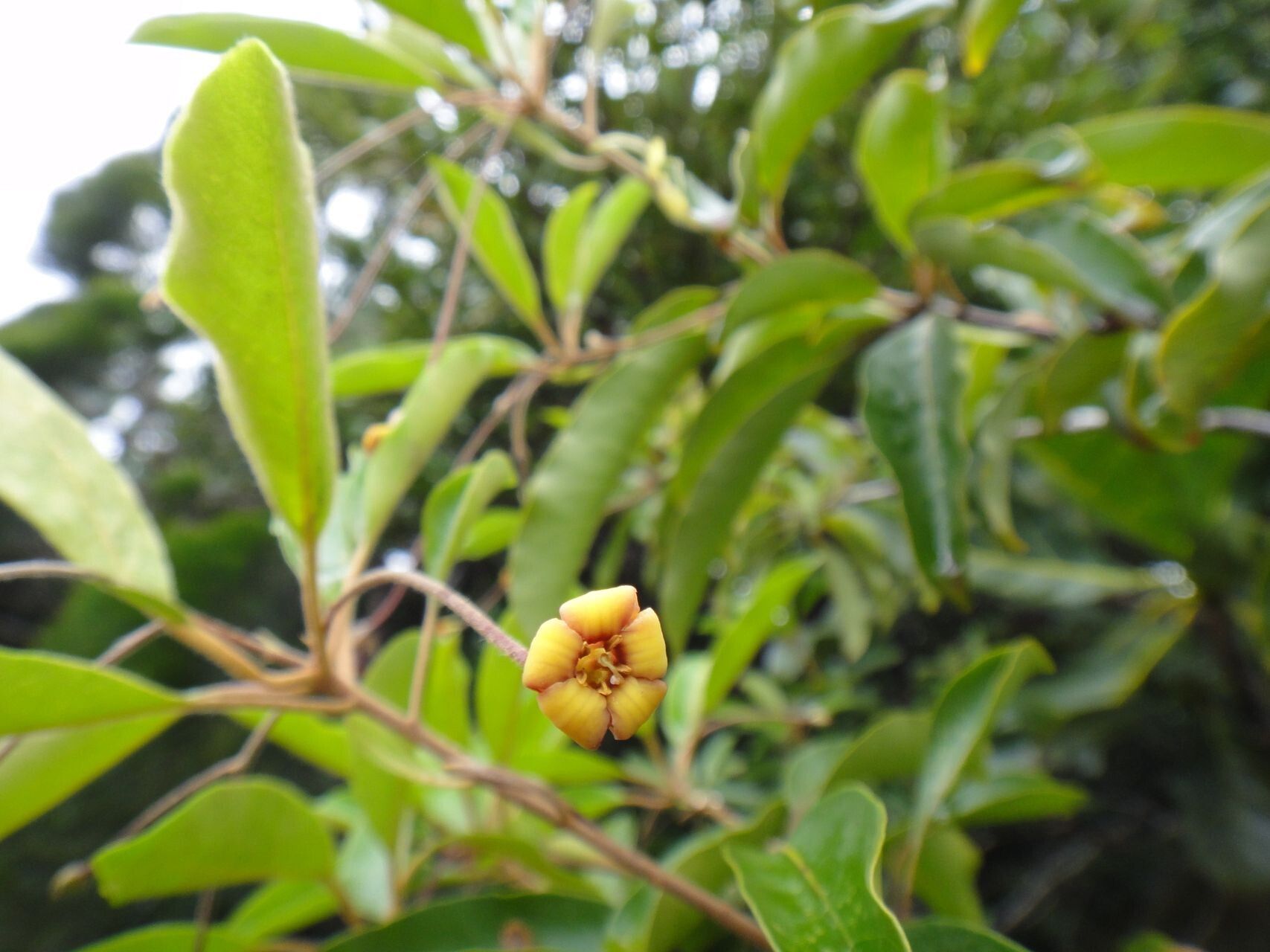 Pittosporum hematomallum flower