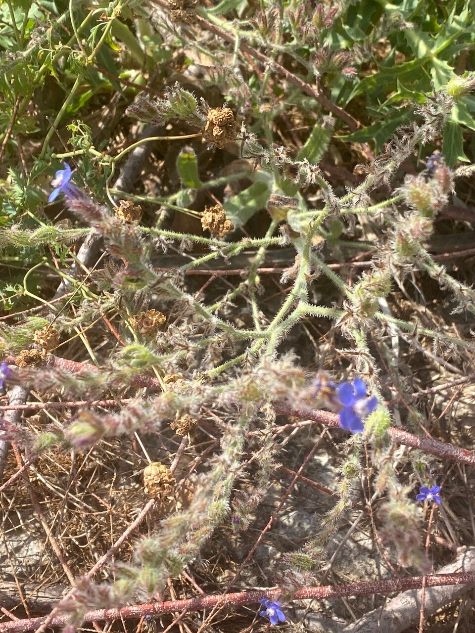 Anchusa strigosa habit