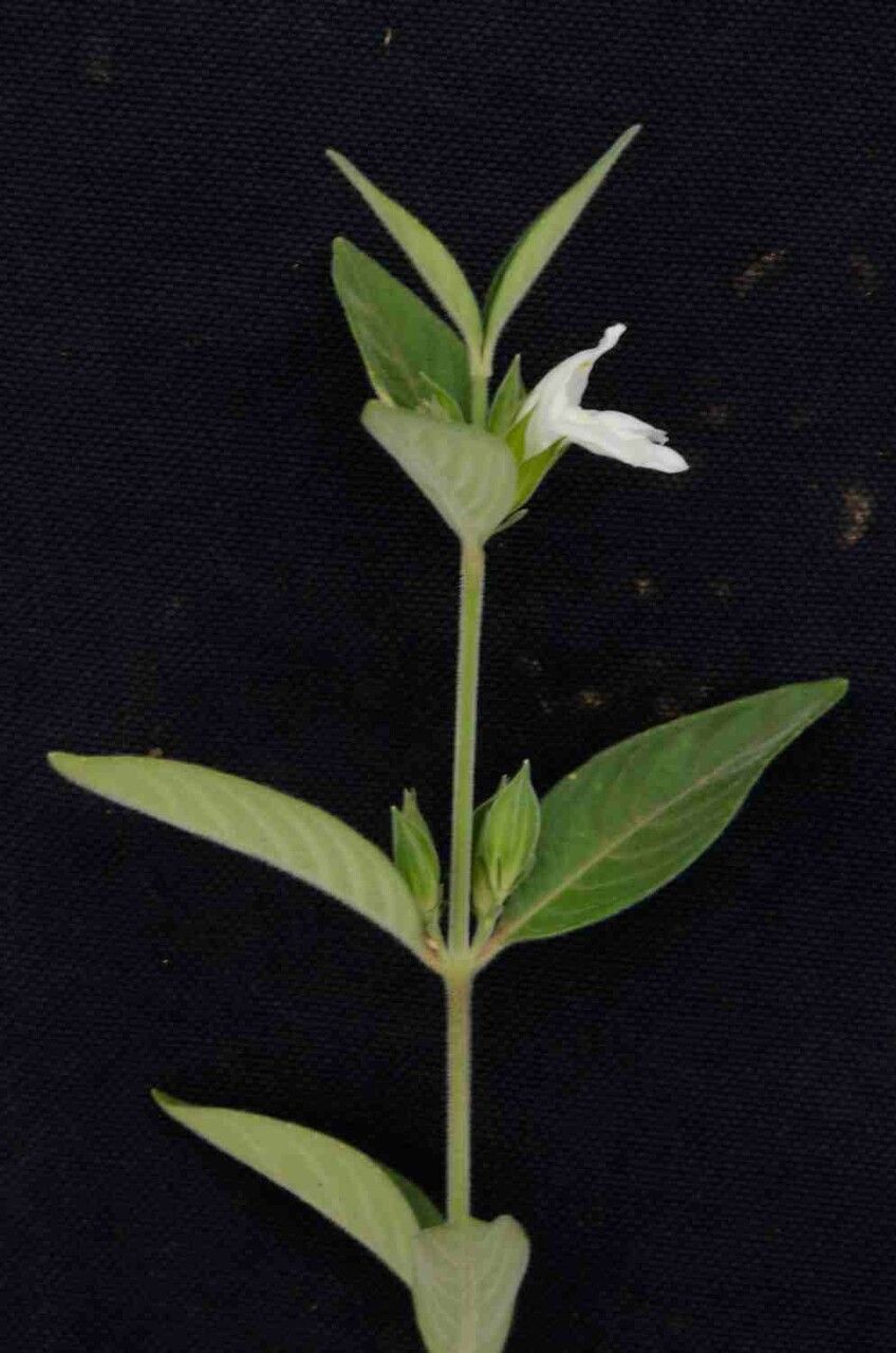 Justicia phyllocalyx — search result for 'Justicia'