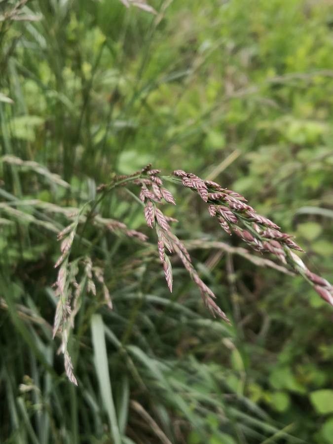 Calamagrostis purpurea flower