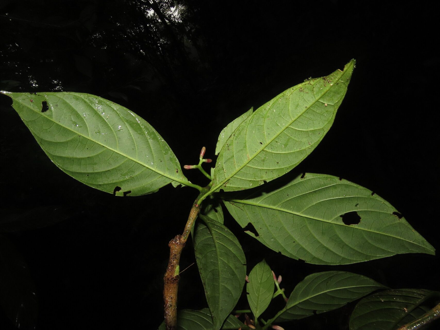 Palicourea psychotrioides leaf