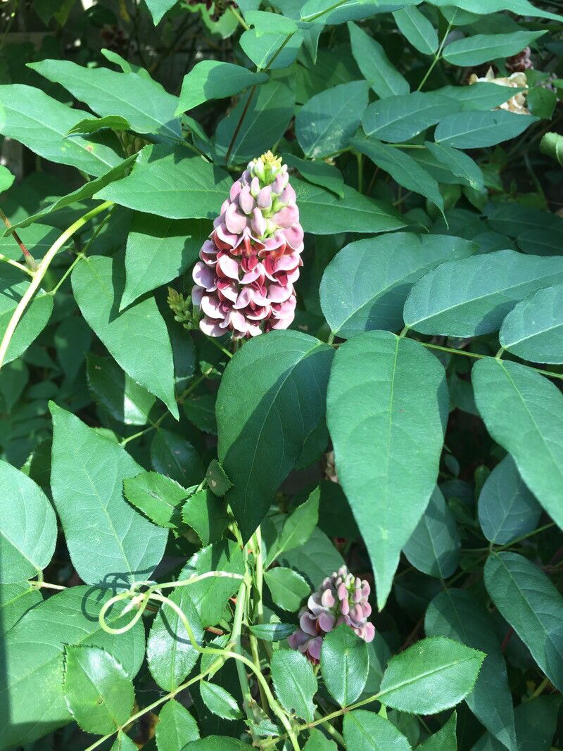 Apios americana flower