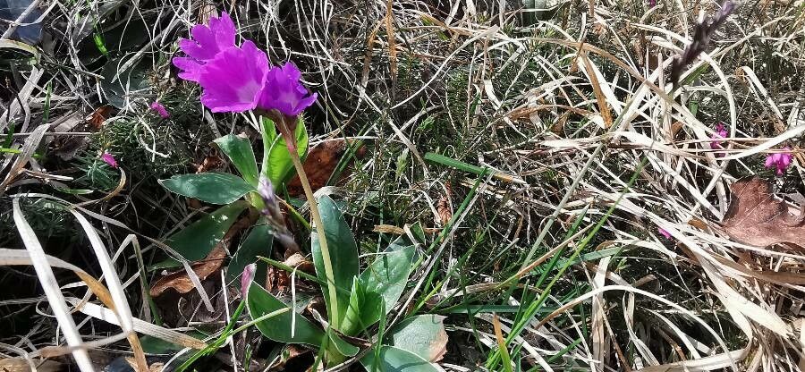 Primula glaucescens flower