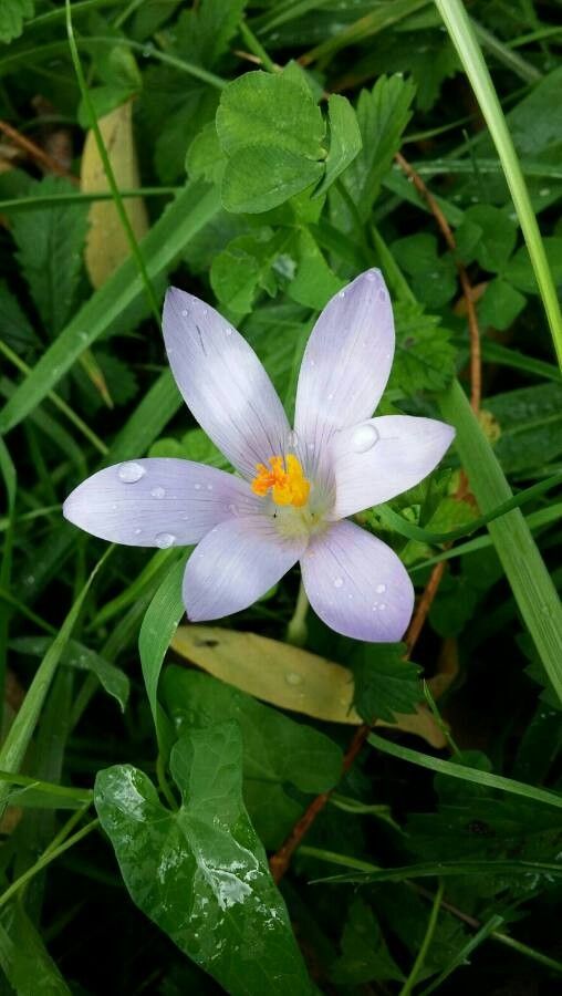 Crocus nudiflorus flower