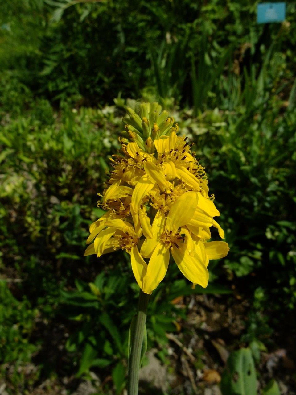 Ligularia taquetii flower