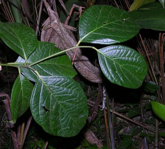 Cordia correae other