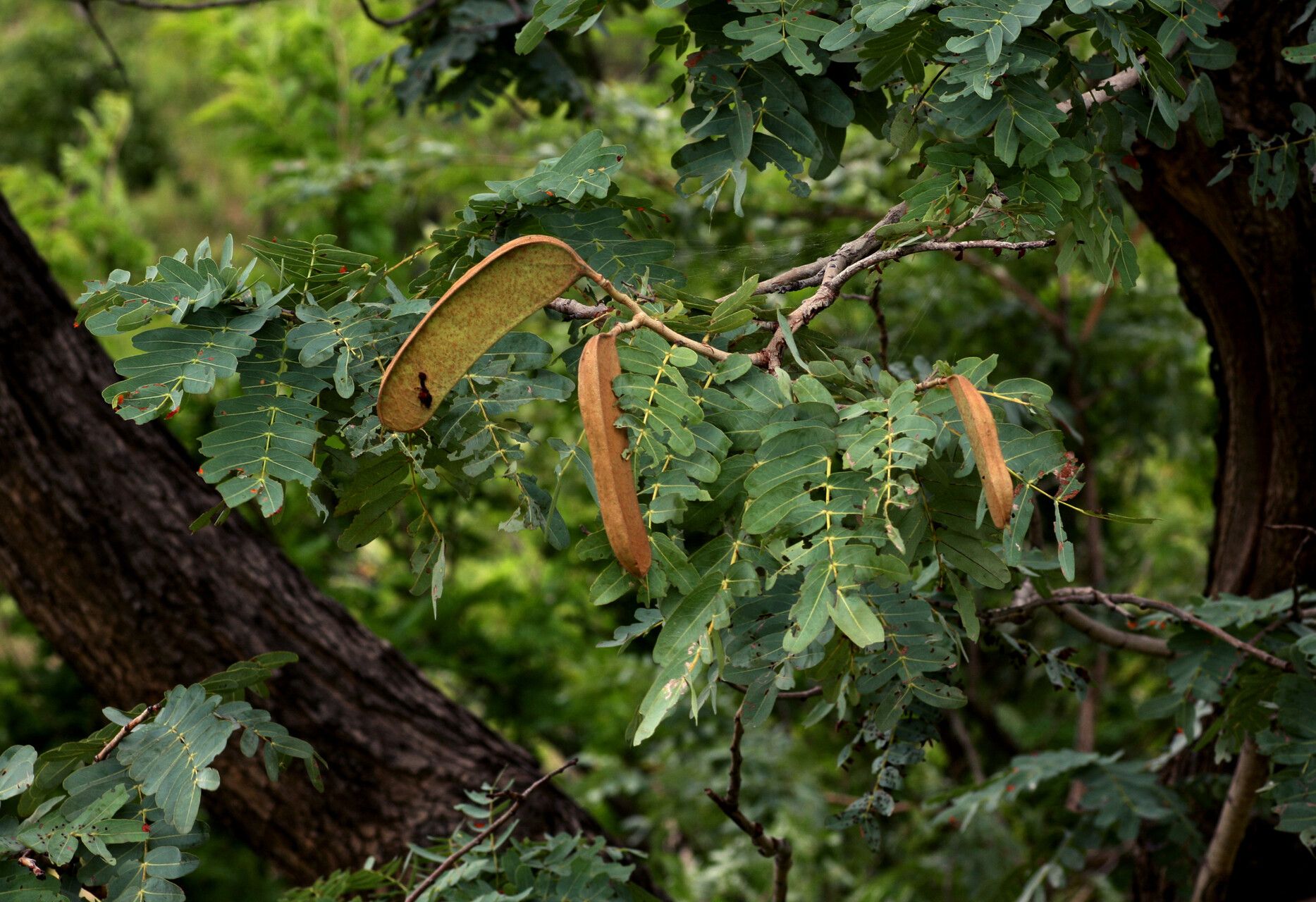 Brachystegia allenii fruit