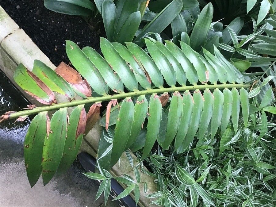 Encephalartos transvenosus leaf