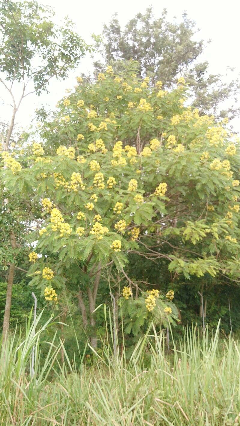 Senna spectabilis habit