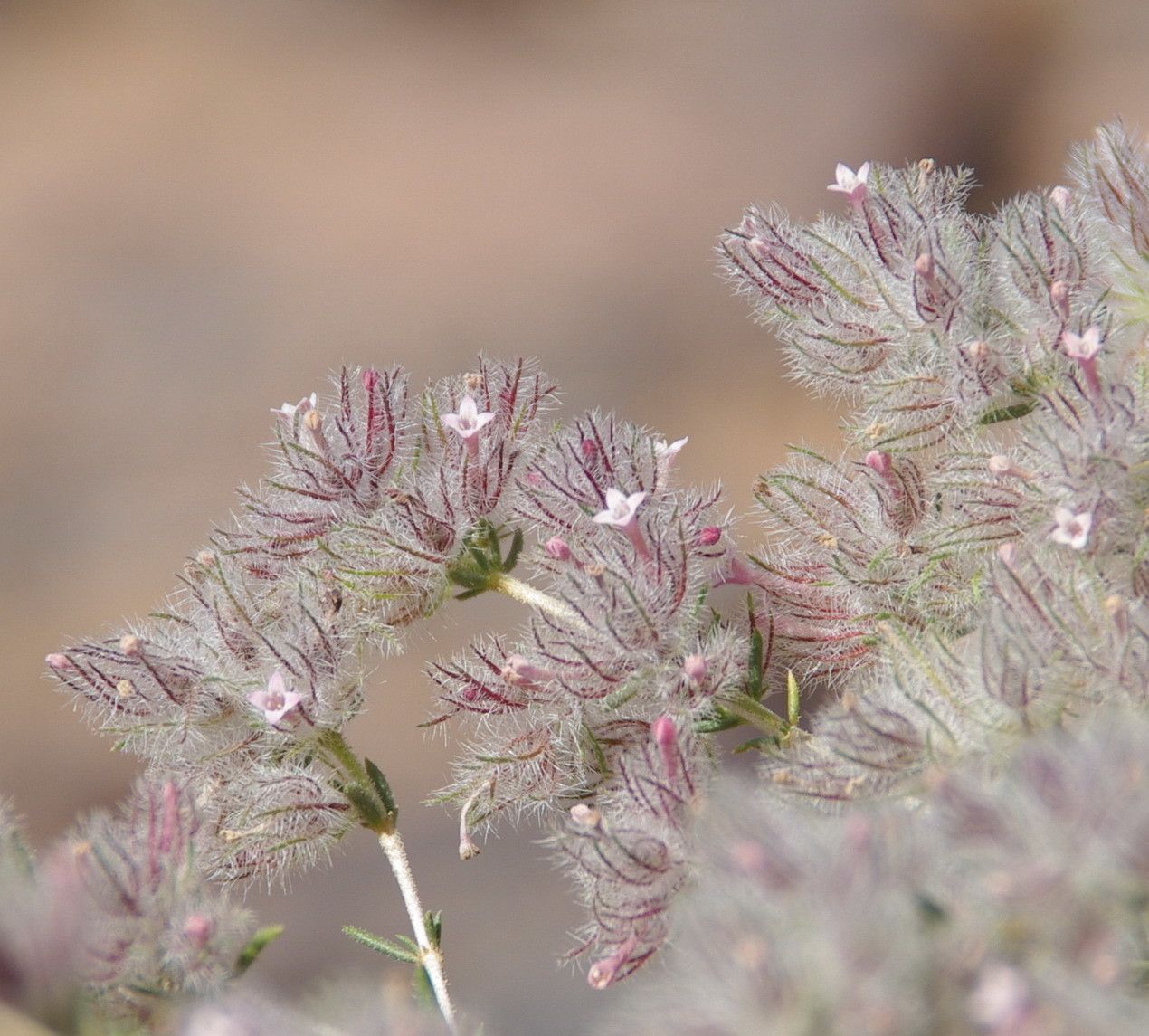 Plocama reboudiana flower