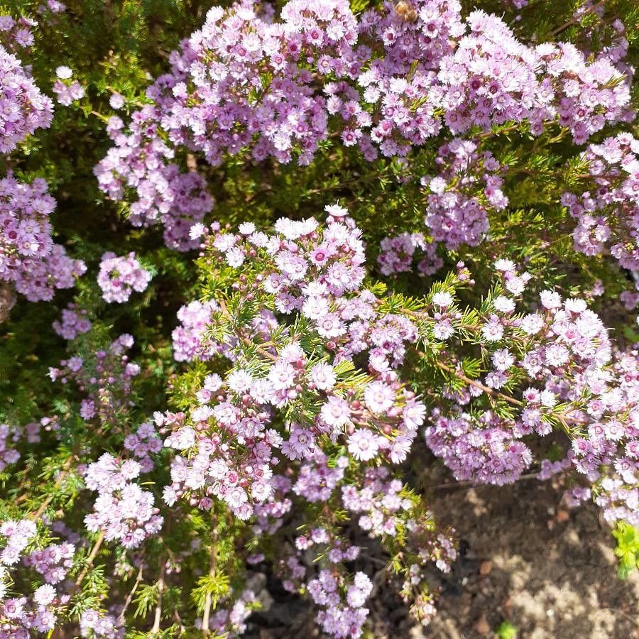 Verticordia plumosa flower