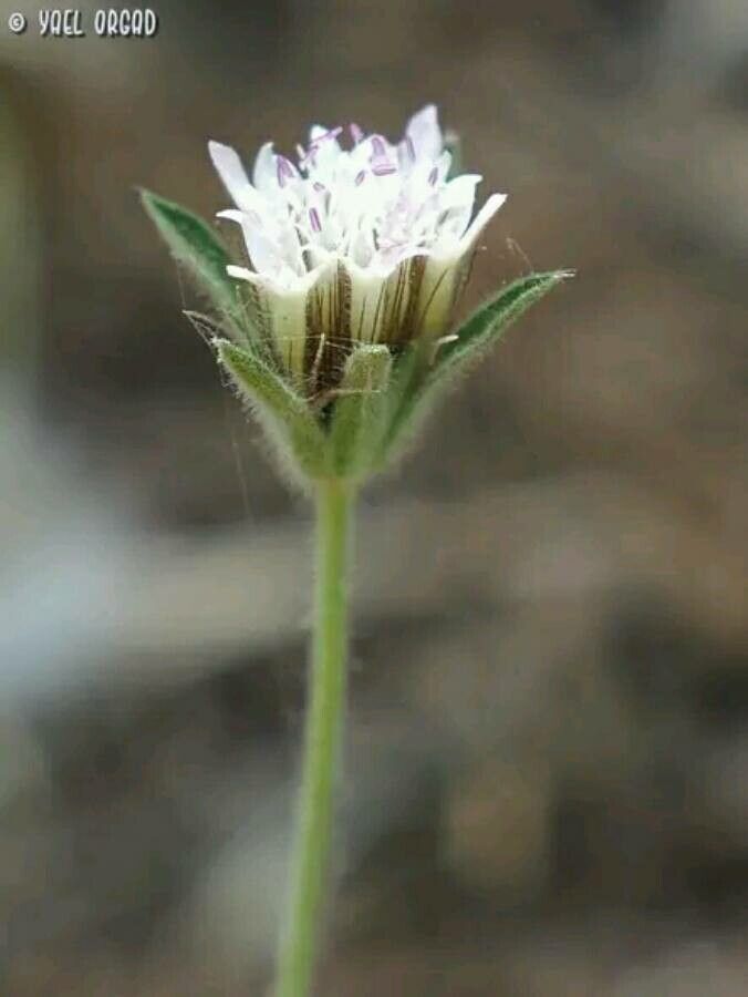 Pterocephalus plumosus flower