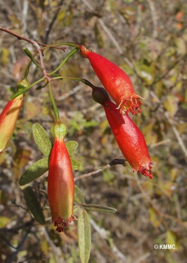 Combretum grandidieri — houseplant care guide