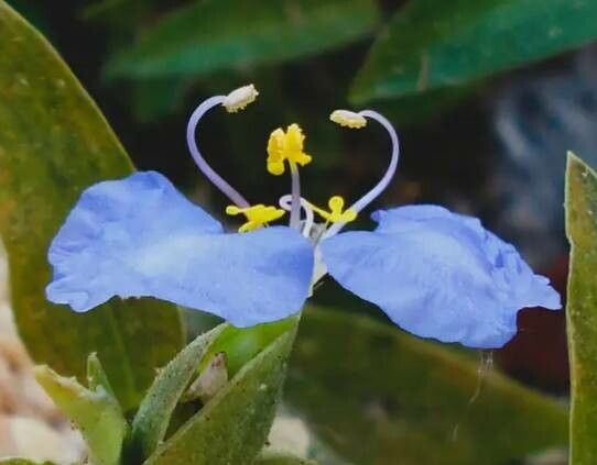 Commelina virginica flower