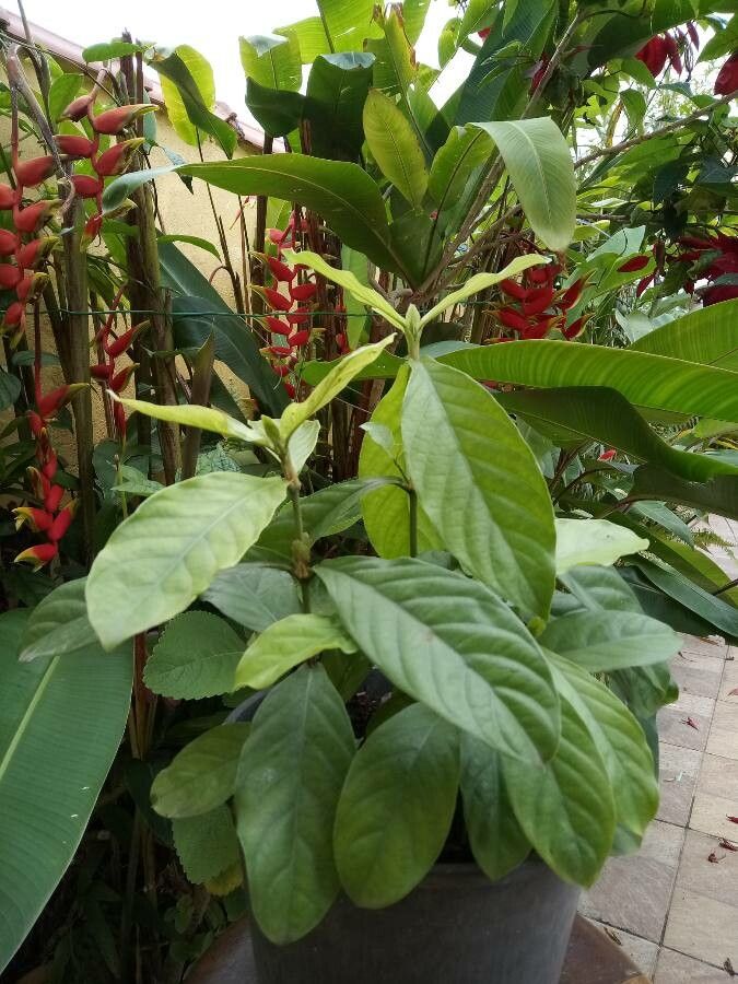 Psychotria viridis leaf