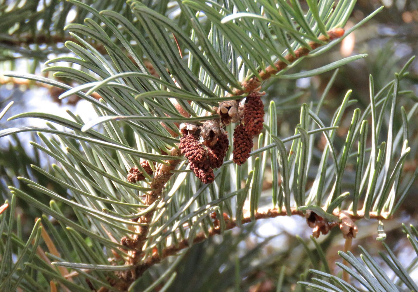 Abies concolor flower