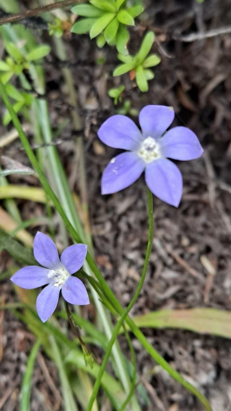 Wahlenbergia marginata flower