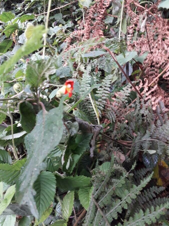 Impatiens gesneroidea — houseplant care guide