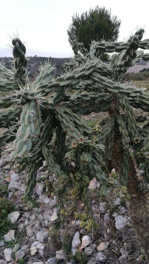Cereus uruguayanus leaf