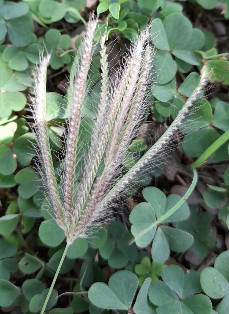 Chloris barbata fruit