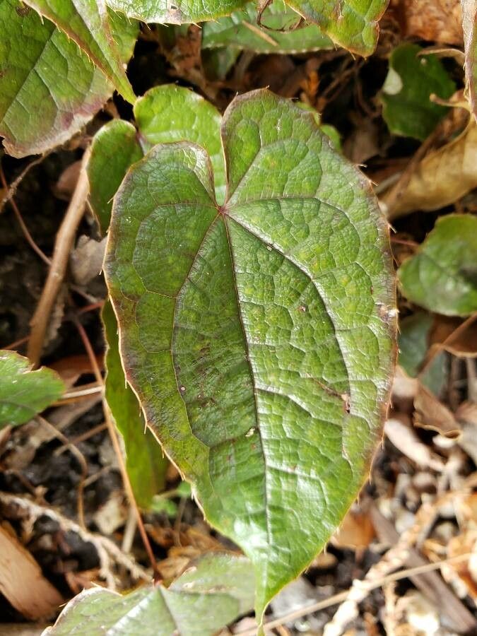 Epimedium leptorrhizum leaf