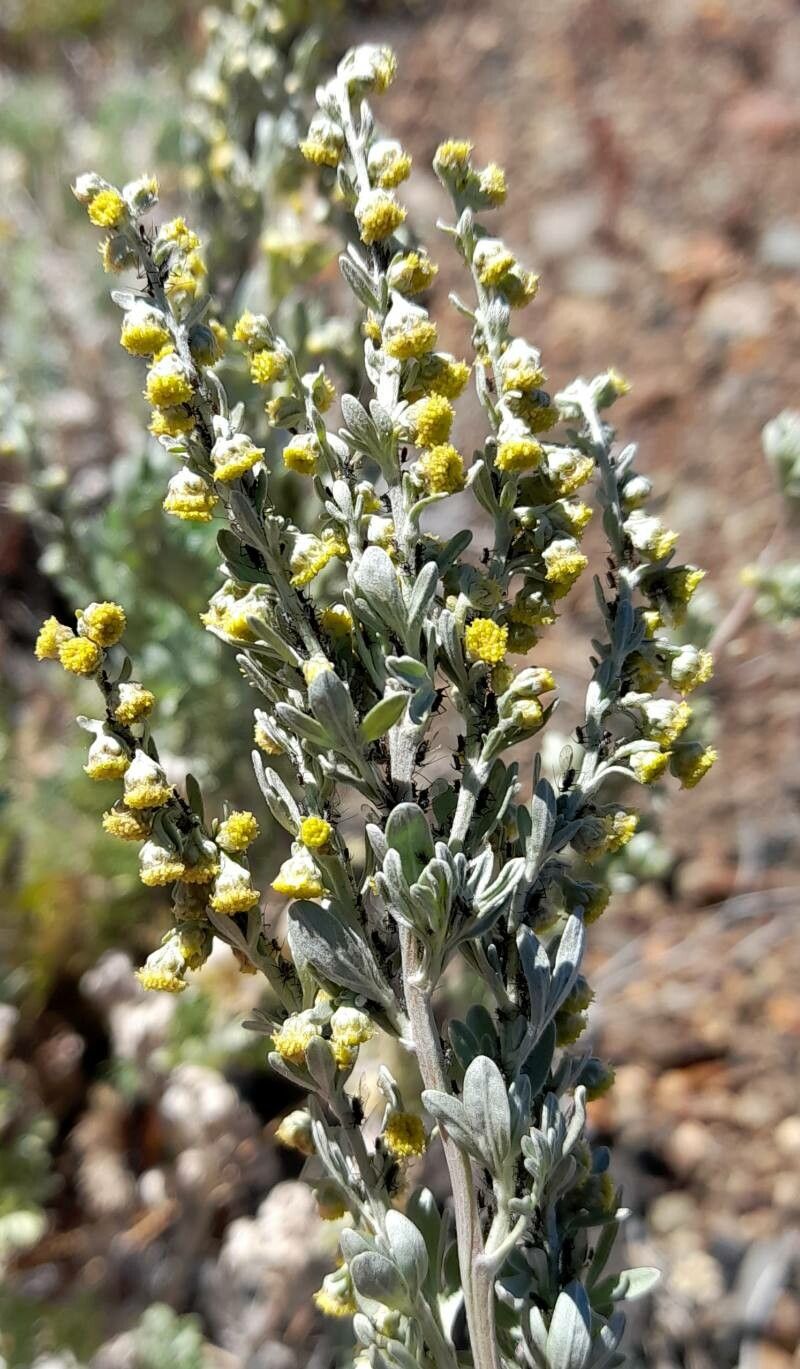 Artemisia magellanica flower