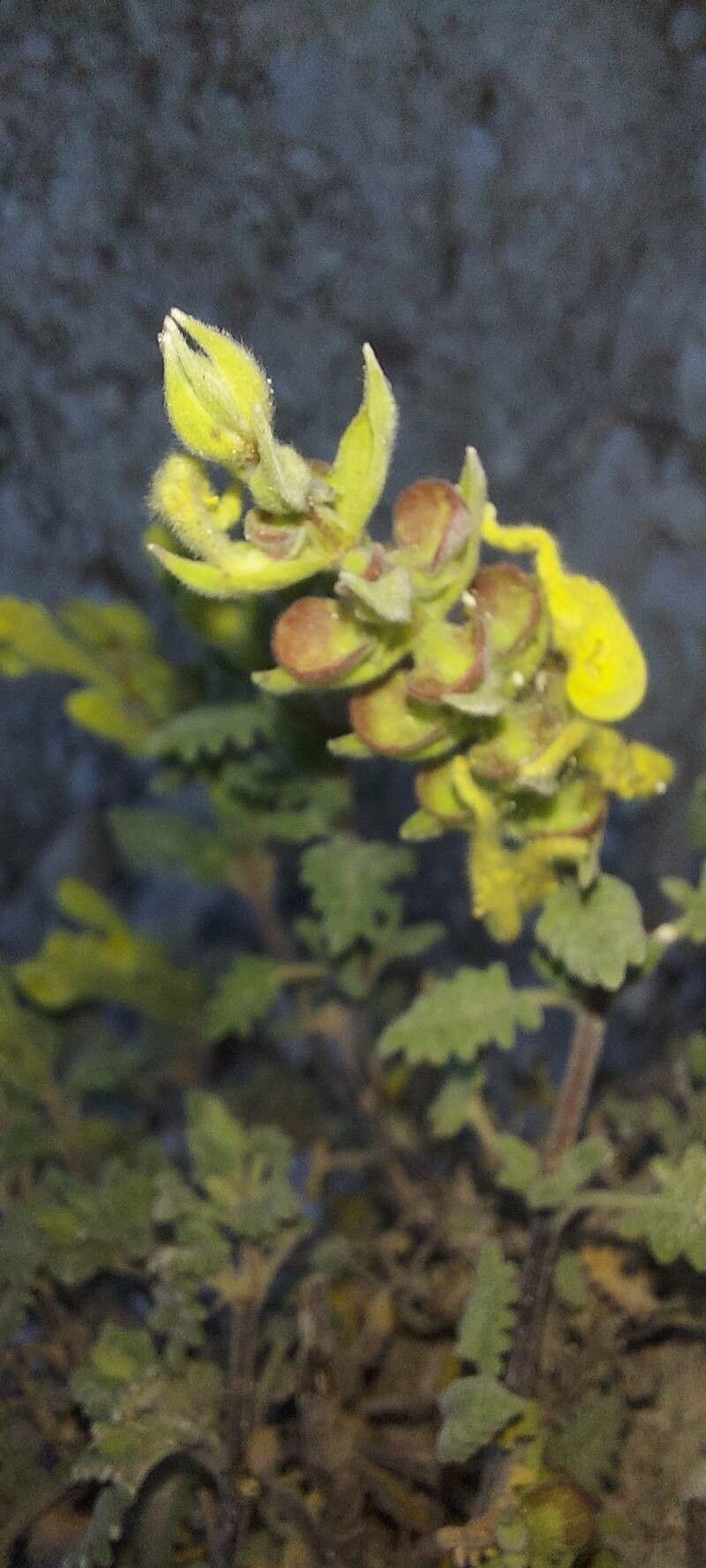 Scutellaria orientalis fruit