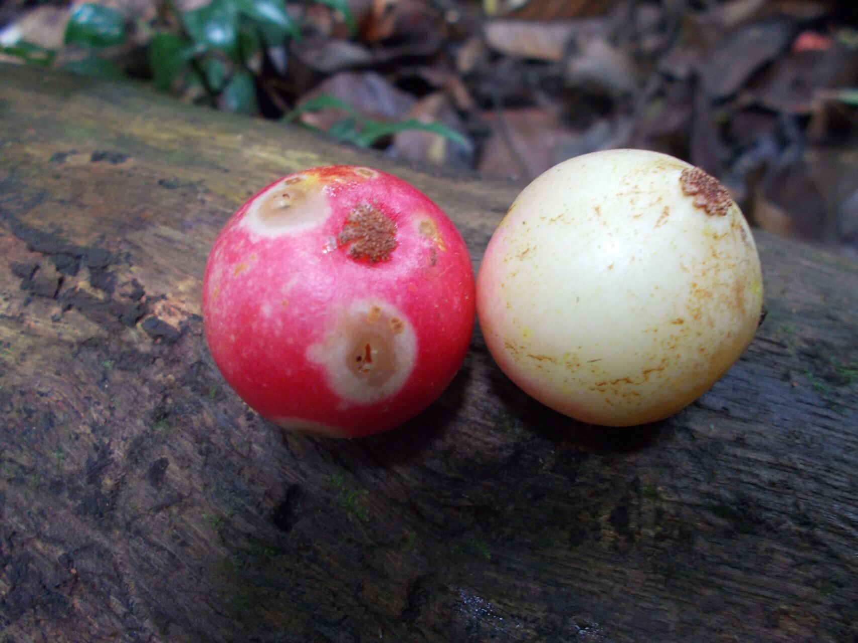 Garcinia forbesii — houseplant care guide