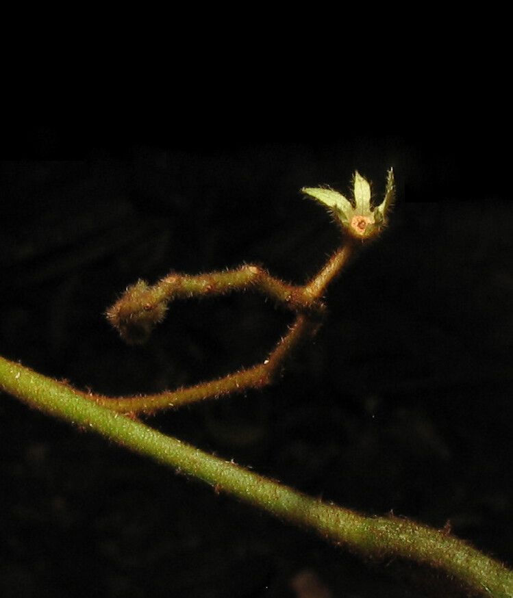 Solanum fulvidum — houseplant care guide