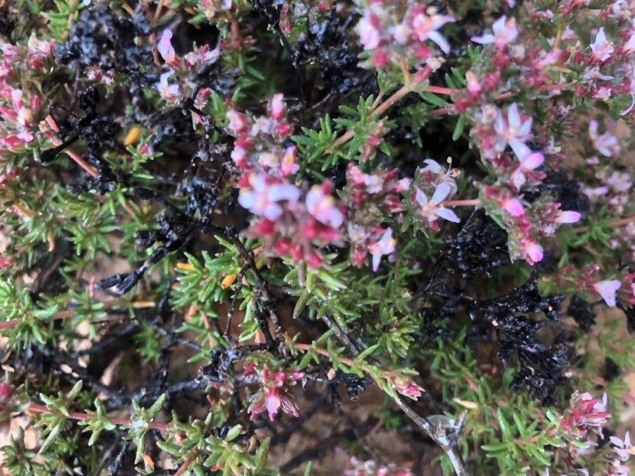 Frankenia corymbosa flower