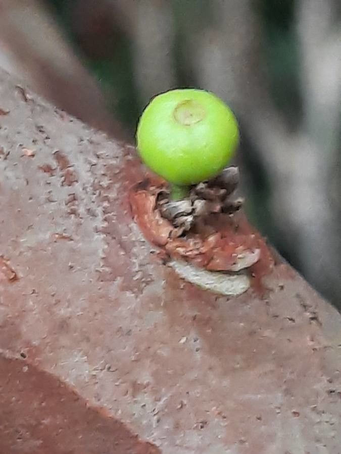 Plinia cauliflora fruit