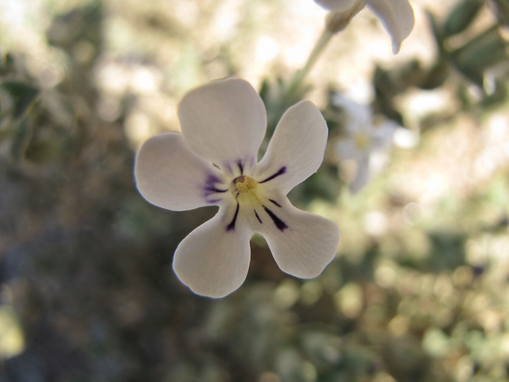Jamesbrittenia maxii flower