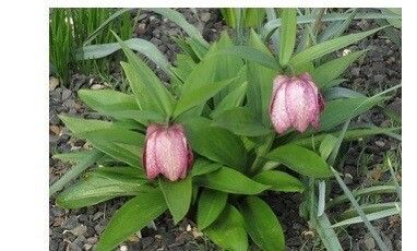 Fritillaria anhuiensis habit